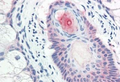 Immunohistochemistry-Paraffin: DHRS7 Antibody [NBP3-14297]